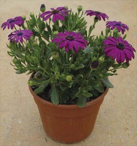 photo of flower to be used as: Pot and bedding Osteospermum Astra Dark Copper