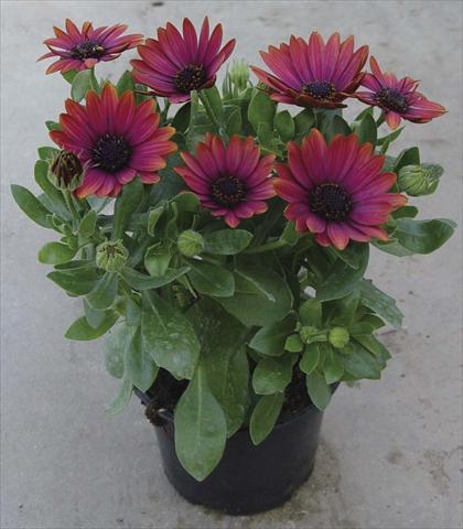 photo of flower to be used as: Pot and bedding Osteospermum Astra Red Copper