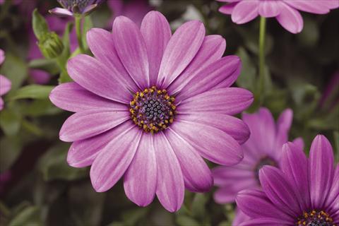 photo of flower to be used as: Pot and bedding Osteospermum Tradewinds® Light Purple