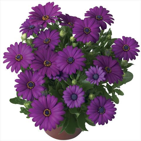 photo of flower to be used as: Pot and bedding Osteospermum Cape Daisy® Maseru