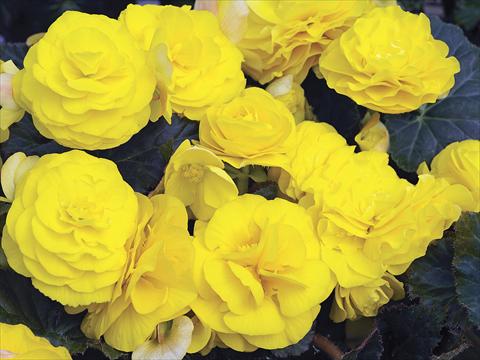 photo of flower to be used as: Pot, bedding, patio, basket Begonia tuberhybrida GoGo Yellow Imp