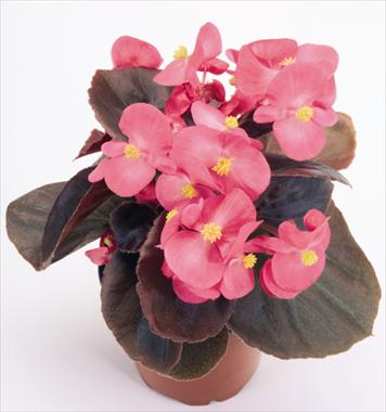 photo of flower to be used as: Pot and bedding Begonia semperflorens Nightlife Deep Rose