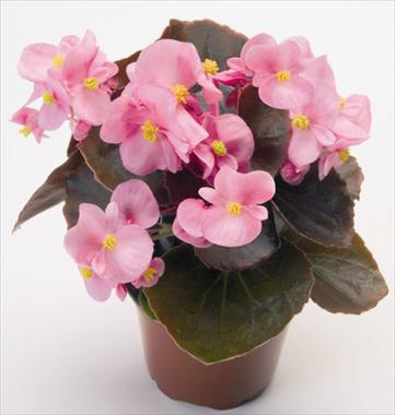 photo of flower to be used as: Pot and bedding Begonia semperflorens Nightlife Pink