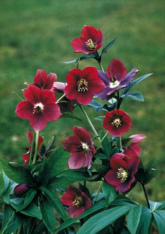 photo of flower to be used as: Bedding / border plant Helleborus Orientalis-Hybr. Red Lady