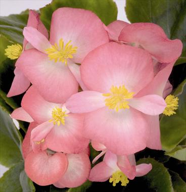 photo of flower to be used as: Pot and bedding Begonia semperflorens Sprint Blush