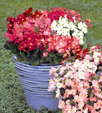 photo of flower to be used as: Pot and bedding Begonia semperflorens Sprint Mix