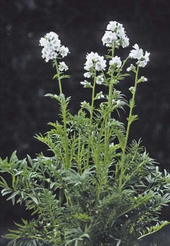 photo of flower to be used as: Bedding / border plant Polemonium caeruleum Filigree Clouds