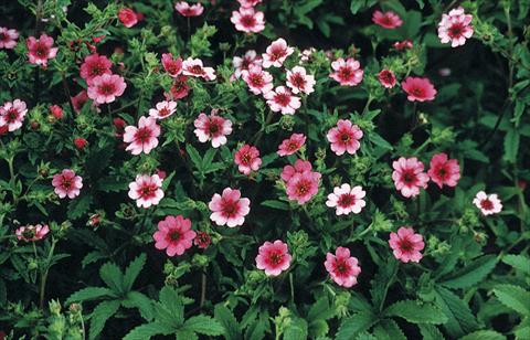 photo of flower to be used as: Bedding / border plant Potentilla nepalensis Shogran