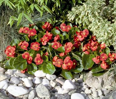 photo of flower to be used as: Pot and bedding Begonia semperflorens Sprint Scarlet