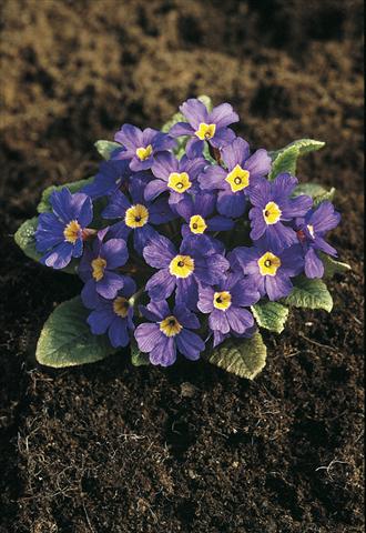 photo of flower to be used as: Pot and bedding Primula x pruhoniciana Bergfrühling® Blue