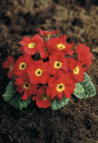 photo of flower to be used as: Pot and bedding Primula x pruhoniciana Bergfrühling® Red