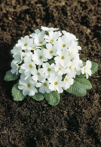 photo of flower to be used as: Pot and bedding Primula x pruhoniciana Bergfrühling® White