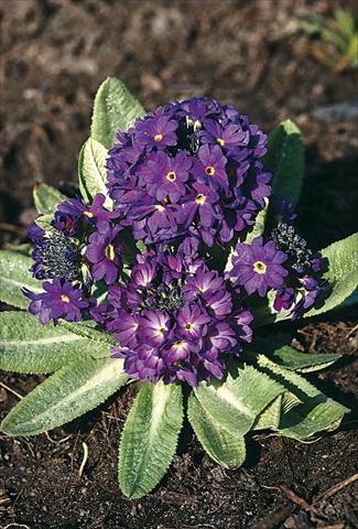 photo of flower to be used as: Pot and bedding Primula denticulata Blue Selection
