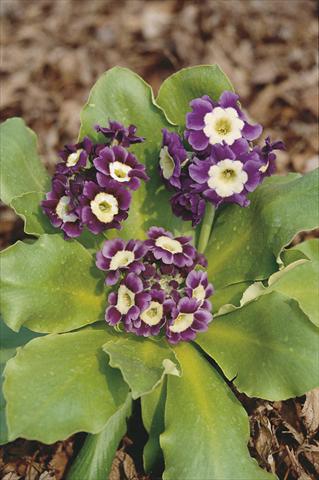 photo of flower to be used as: Pot and bedding Primula x pubescens Exhibition Blue
