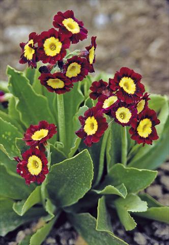 photo of flower to be used as: Pot and bedding Primula x pubescens Exhibition Red