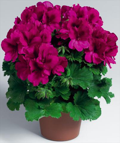 photo of flower to be used as: Pot Pelargonium grandiflorum Aristo® Burgundy