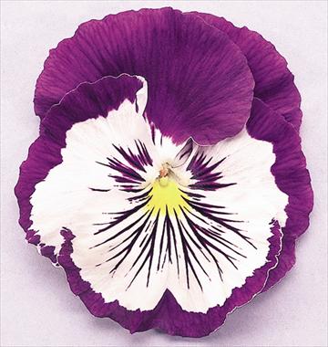 photo of flower to be used as: Pot and bedding Viola wittrockiana Cats Purple White