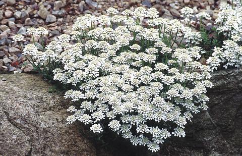 photo of flower to be used as: Bedding / border plant Iberis sempervirens Snow Cushion