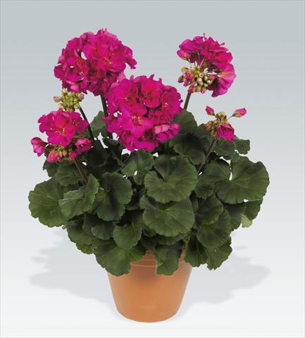 photo of flower to be used as: Pot, bedding, patio Pelargonium zonale pac® Neona