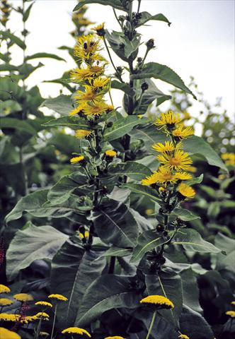 photo of flower to be used as: Bedding / border plant Inula racemosa Sonnenspeer