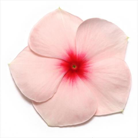 photo of flower to be used as: Pot and bedding Catharanthus roseus - Vinca Pacifica Apricot XP