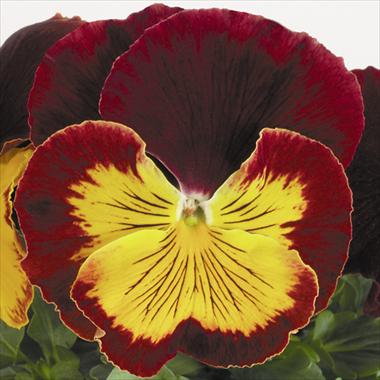 photo of flower to be used as: Pot and bedding Viola wittrockiana Cats Red Gold