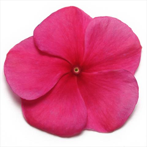 photo of flower to be used as: Pot and bedding Catharanthus roseus - Vinca Pacifica Burgundy XP