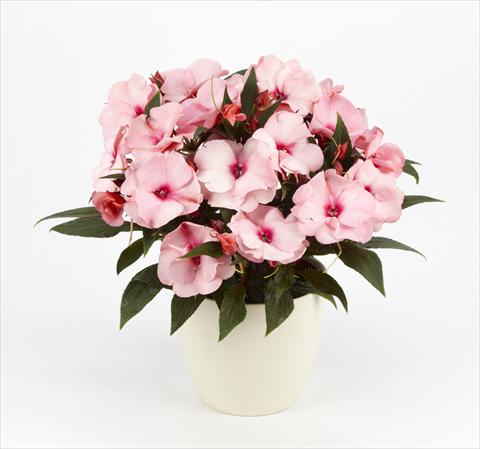 photo of flower to be used as: Pot, bedding, patio, basket Impatiens N. Guinea Paradise® Delicias