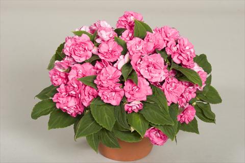 photo of flower to be used as: Pot, bedding, patio, basket Impatiens walleriana Silhouette® Pink