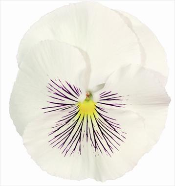 photo of flower to be used as: Pot and bedding Viola wittrockiana Cats White