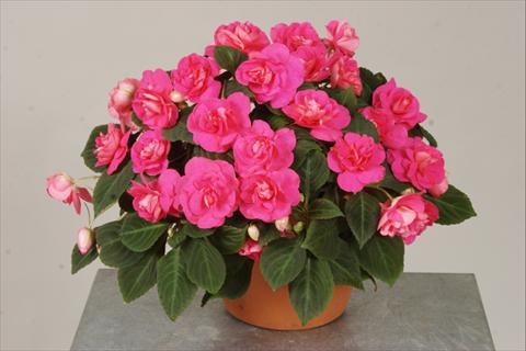 photo of flower to be used as: Pot, bedding, patio, basket Impatiens walleriana Silhouette® Rose