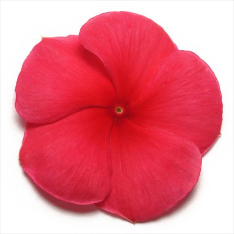 photo of flower to be used as: Pot and bedding Catharanthus roseus - Vinca Pacifica Dark Red XP