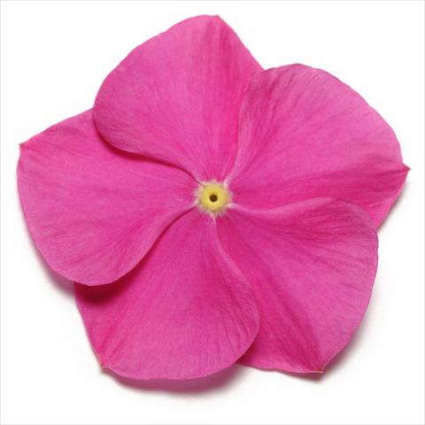 photo of flower to be used as: Pot and bedding Catharanthus roseus - Vinca Pacifica Deep Orchid XP