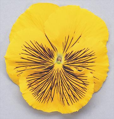 photo of flower to be used as: Pot and bedding Viola wittrockiana Cats Yellow