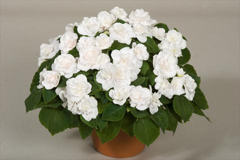 photo of flower to be used as: Pot, bedding, patio, basket Impatiens walleriana Silhouette® White