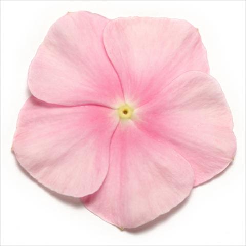 photo of flower to be used as: Pot and bedding Catharanthus roseus - Vinca Pacifica Icy Pink XP