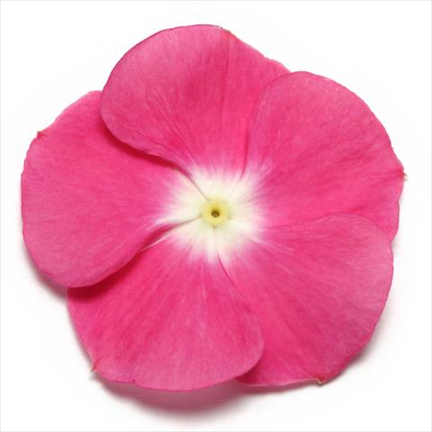 photo of flower to be used as: Pot and bedding Catharanthus roseus - Vinca Pacifica Magenta Halo XP