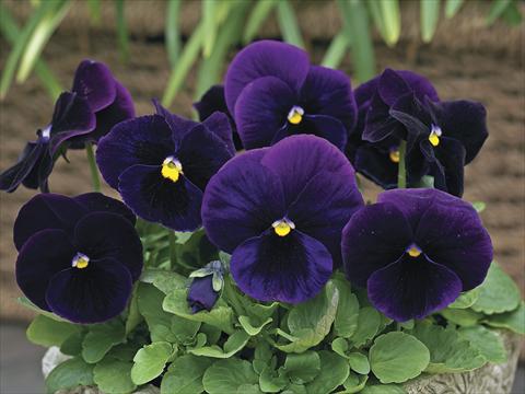 photo of flower to be used as: Pot and bedding Viola wittrockiana Karma Purple