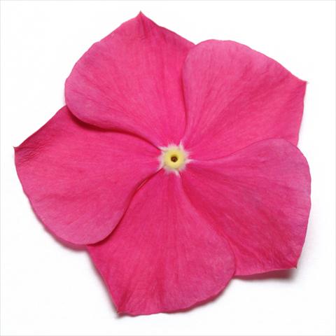 photo of flower to be used as: Pot and bedding Catharanthus roseus - Vinca Pacifica Raspberry XP