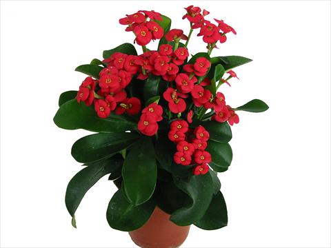 photo of flower to be used as: Pot Euphorbia x martinii Karola