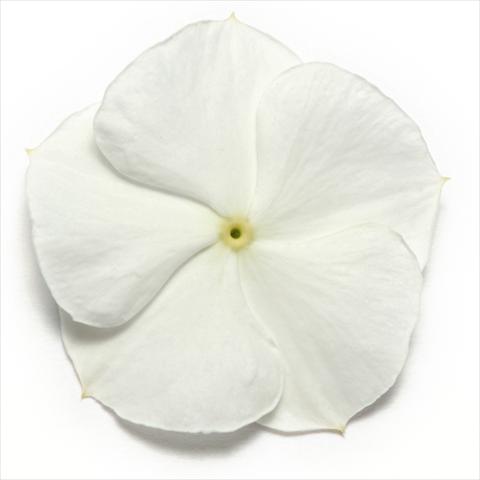 photo of flower to be used as: Pot and bedding Catharanthus roseus - Vinca Pacifica White XP