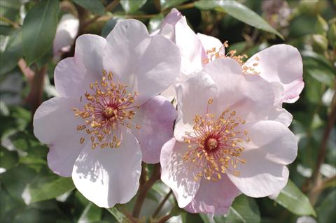 photo of flower to be used as: Bedding / border plant Rosa floribunda Meilland Astronomia 