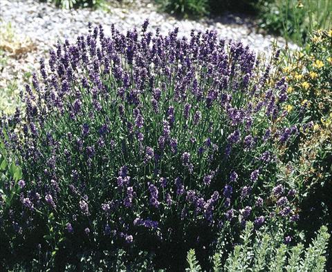 photo of flower to be used as: Pot, bedding, patio Lavandula angustifolia Hidcote Superior