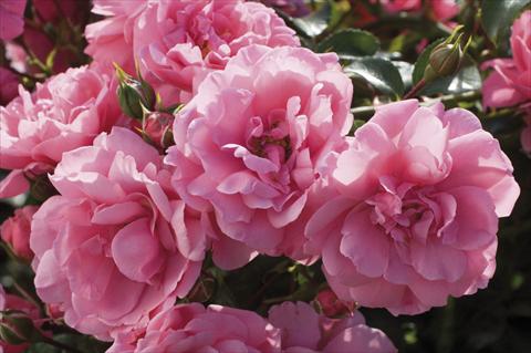 photo of flower to be used as: Bedding / border plant Rosa floribunda Pink Meilove
