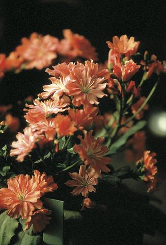 photo of flower to be used as: Pot and bedding Lewisia cotyledon Fransi