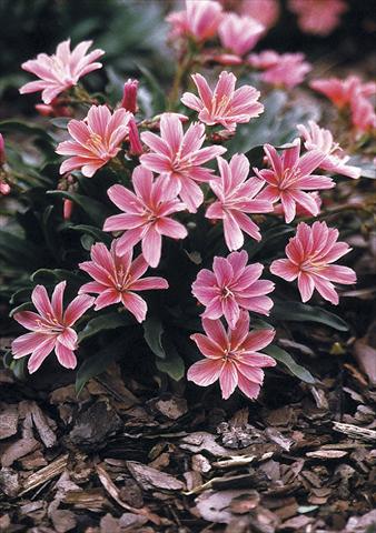 photo of flower to be used as: Pot, bedding, patio Lewisia longipetala Little Plum