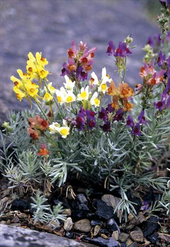 photo of flower to be used as: Bedding / border plant Linaria aeruginea Neon Lights