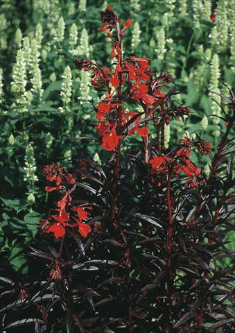 photo of flower to be used as: Bedding / border plant Lobelia fulgens Queen Victoria (Elmfeuer)