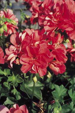 photo of flower to be used as: Bedding, patio, basket Pelargonium peltatum pac® Apricot
