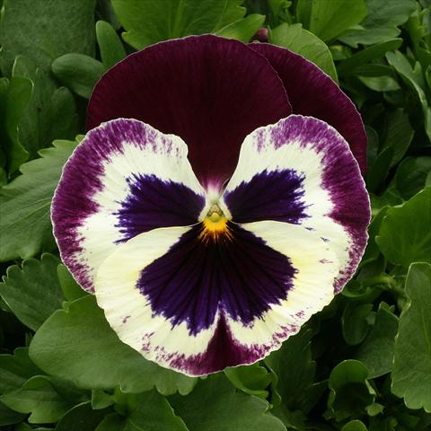photo of flower to be used as: Pot, bedding, patio Viola wittrockiana Magnum Rose Wing